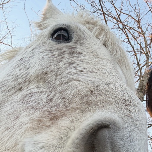 L's horse, looking skeptical